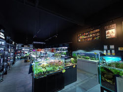 aquarium shop petaling jaya