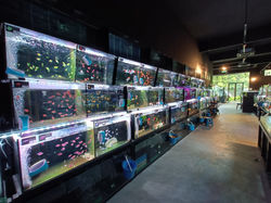 aquarium shop petaling jaya
